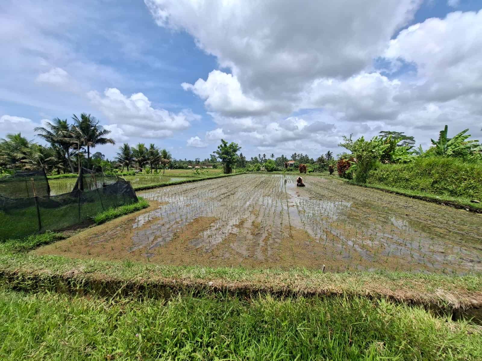 Jual Tanah 52 Are Pejeng Kaja Ubud View Gunung Sawah