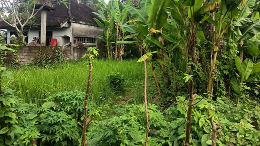 Jual Tanah 2 Are Kutuh Kerambitan Tabanan
